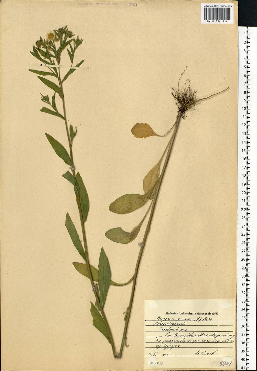 Erigeron annuus (L.) Pers., Eastern Europe, Moscow region (E4a) (Russia)