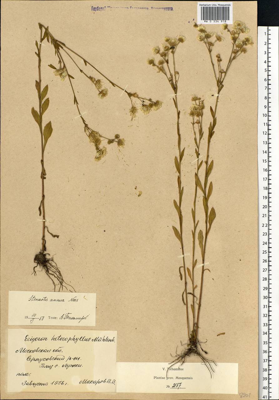 Erigeron annuus (L.) Pers., Eastern Europe, Moscow region (E4a) (Russia)
