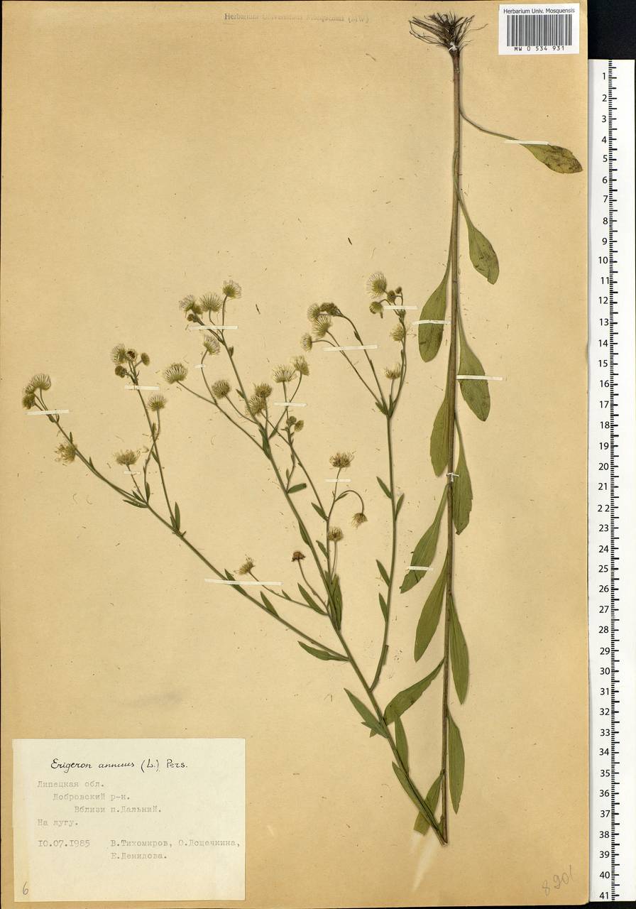 Erigeron annuus (L.) Pers., Eastern Europe, Central forest-and-steppe region (E6) (Russia)