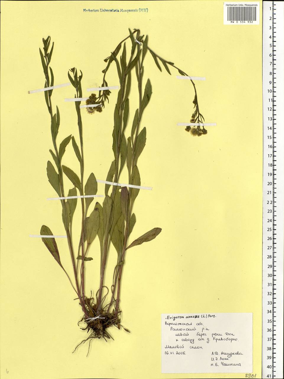 Erigeron annuus (L.) Pers., Eastern Europe, Central forest-and-steppe region (E6) (Russia)
