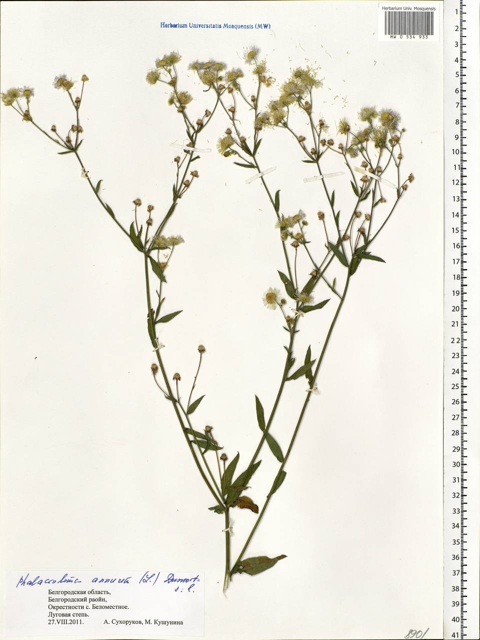 Erigeron annuus (L.) Pers., Eastern Europe, Central forest-and-steppe region (E6) (Russia)