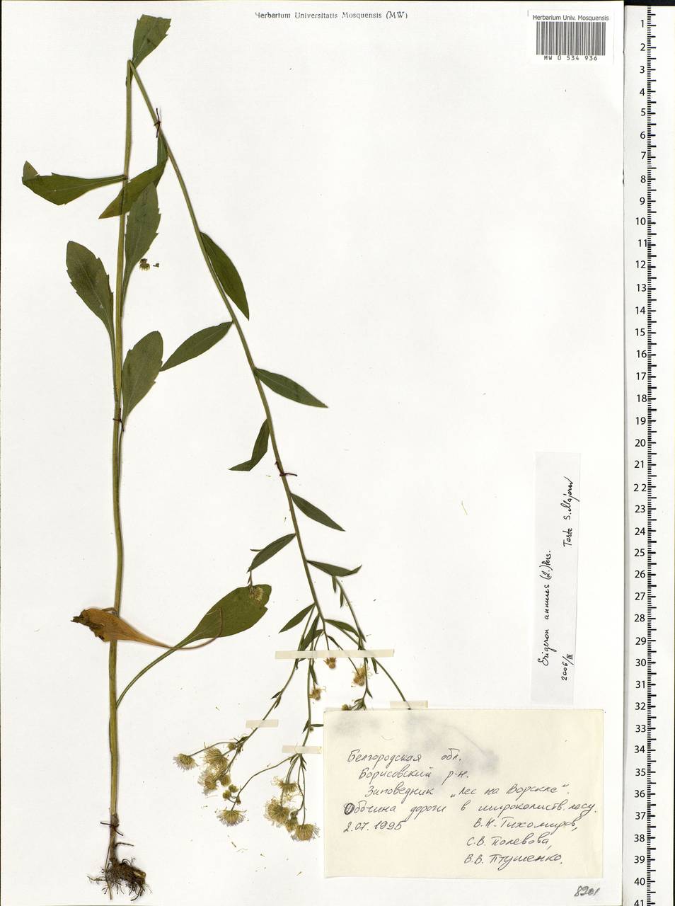 Erigeron annuus (L.) Pers., Eastern Europe, Central forest-and-steppe region (E6) (Russia)