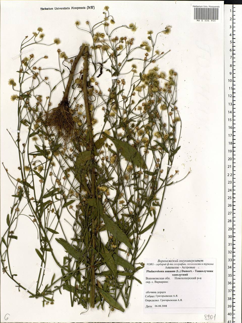 Erigeron annuus (L.) Pers., Eastern Europe, Central forest-and-steppe region (E6) (Russia)
