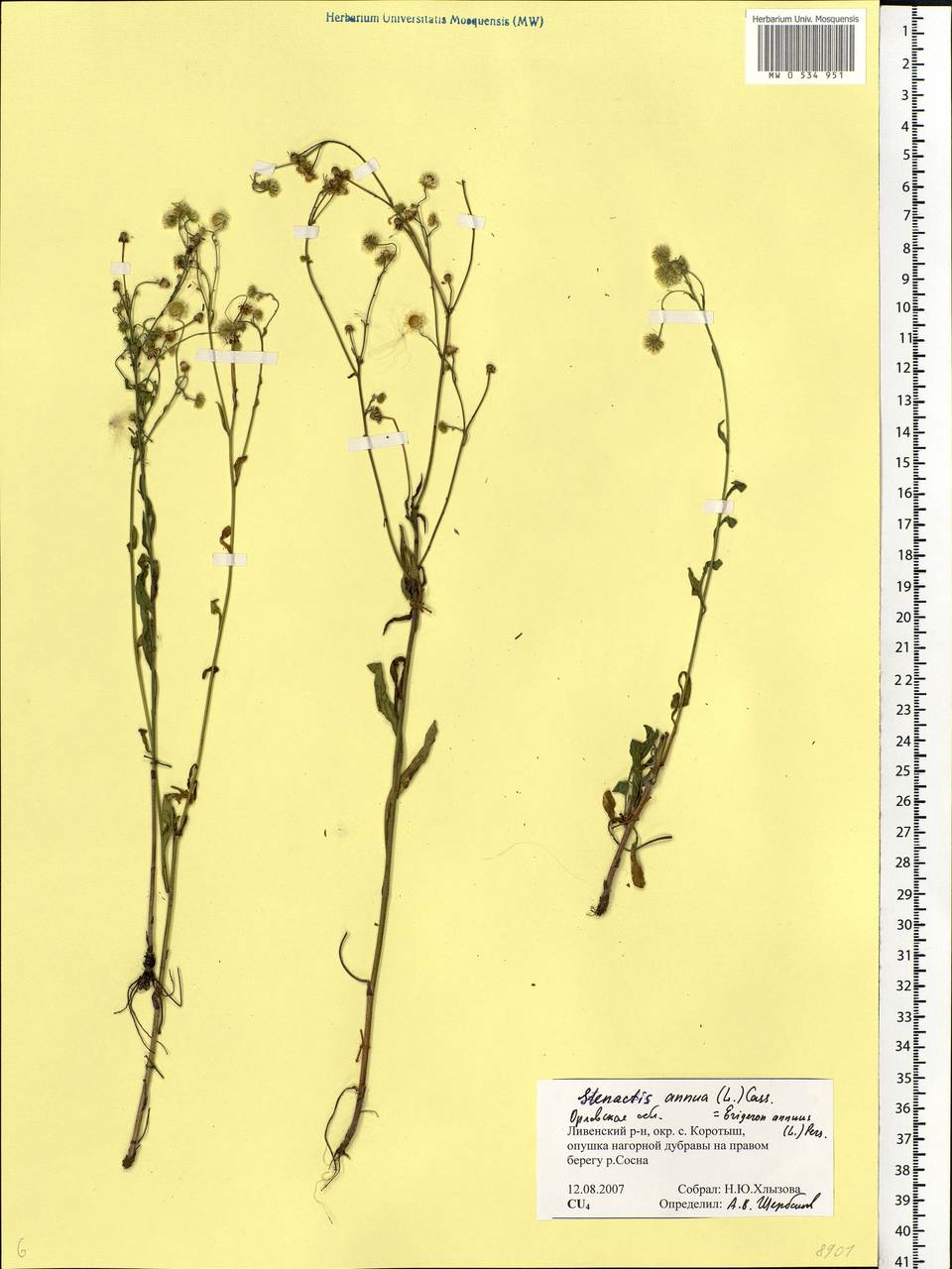 Erigeron annuus (L.) Pers., Eastern Europe, Central forest-and-steppe region (E6) (Russia)