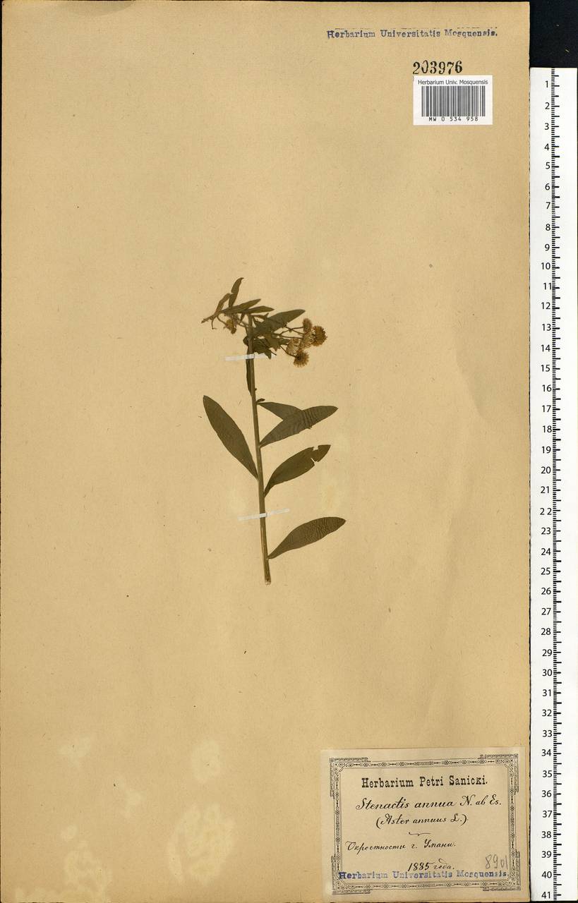 Erigeron annuus (L.) Pers., Eastern Europe, North Ukrainian region (E11) (Ukraine)