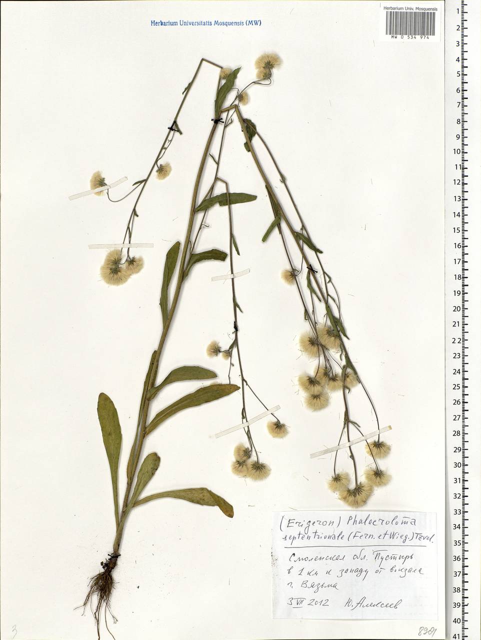 Erigeron annuus (L.) Pers., Eastern Europe, Western region (E3) (Russia)