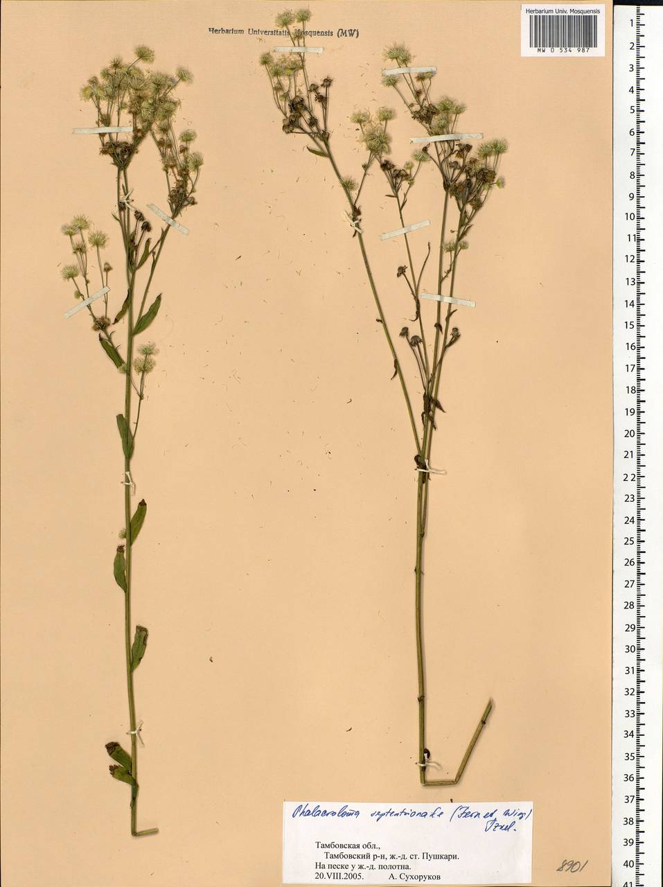 Erigeron annuus (L.) Pers., Eastern Europe, Central forest-and-steppe region (E6) (Russia)