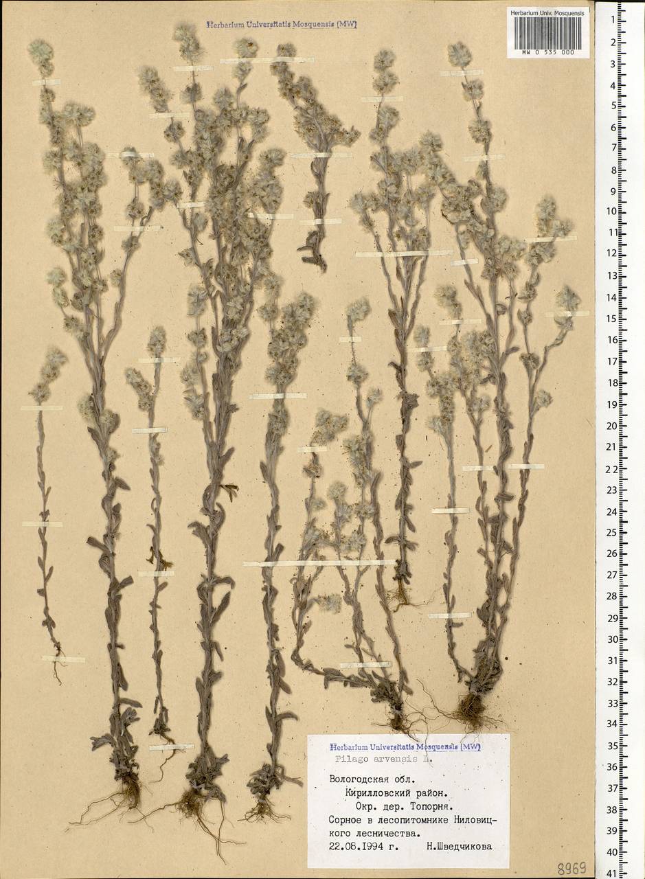 Filago arvensis L., Eastern Europe, Northern region (E1) (Russia)