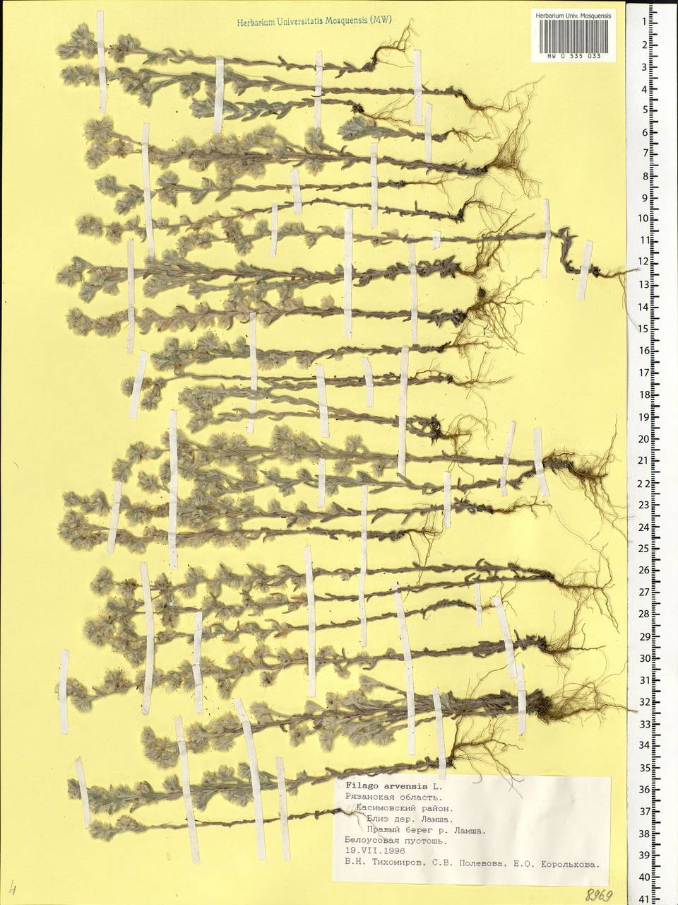 Filago arvensis L., Eastern Europe, Central region (E4) (Russia)