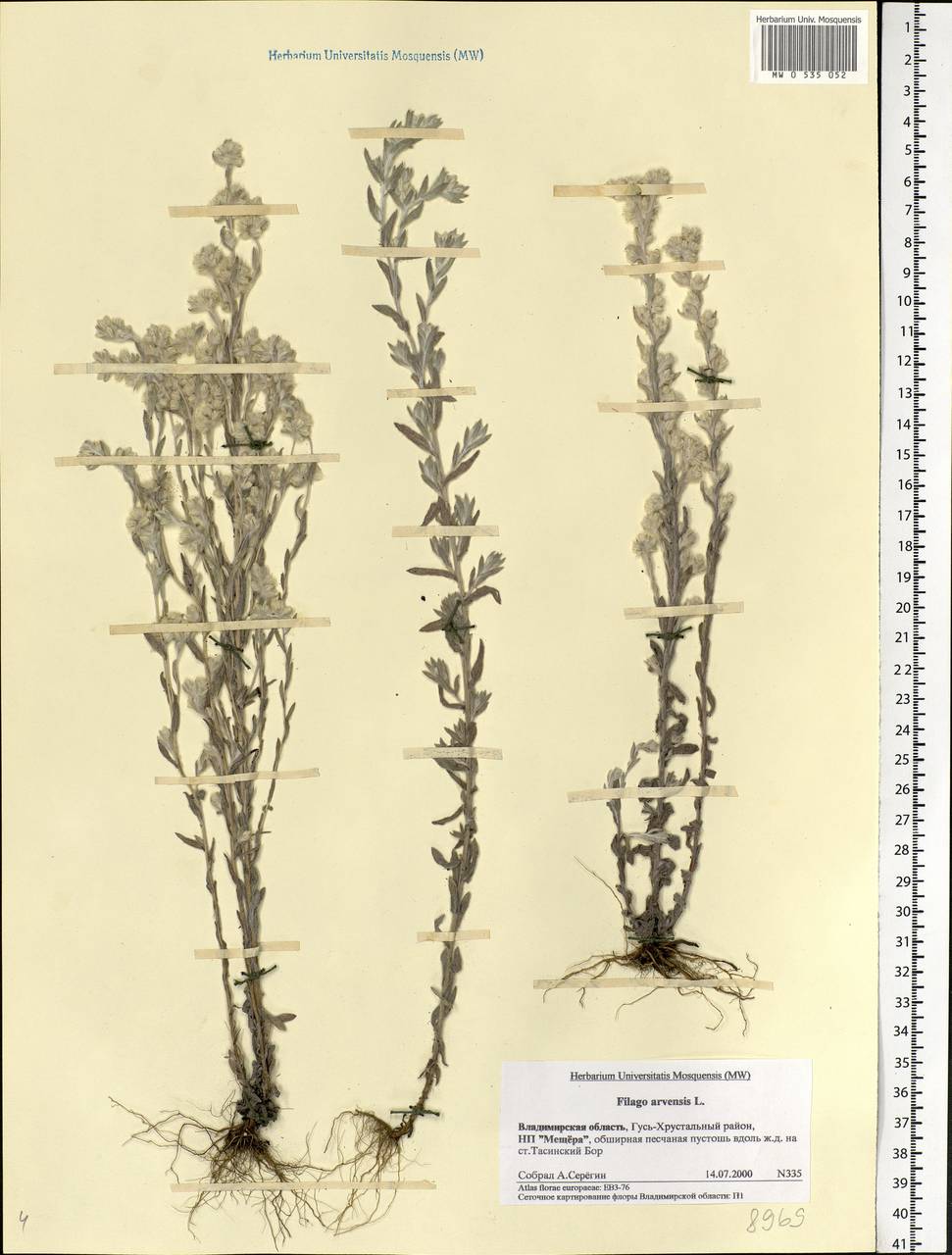 Filago arvensis L., Eastern Europe, Central region (E4) (Russia)