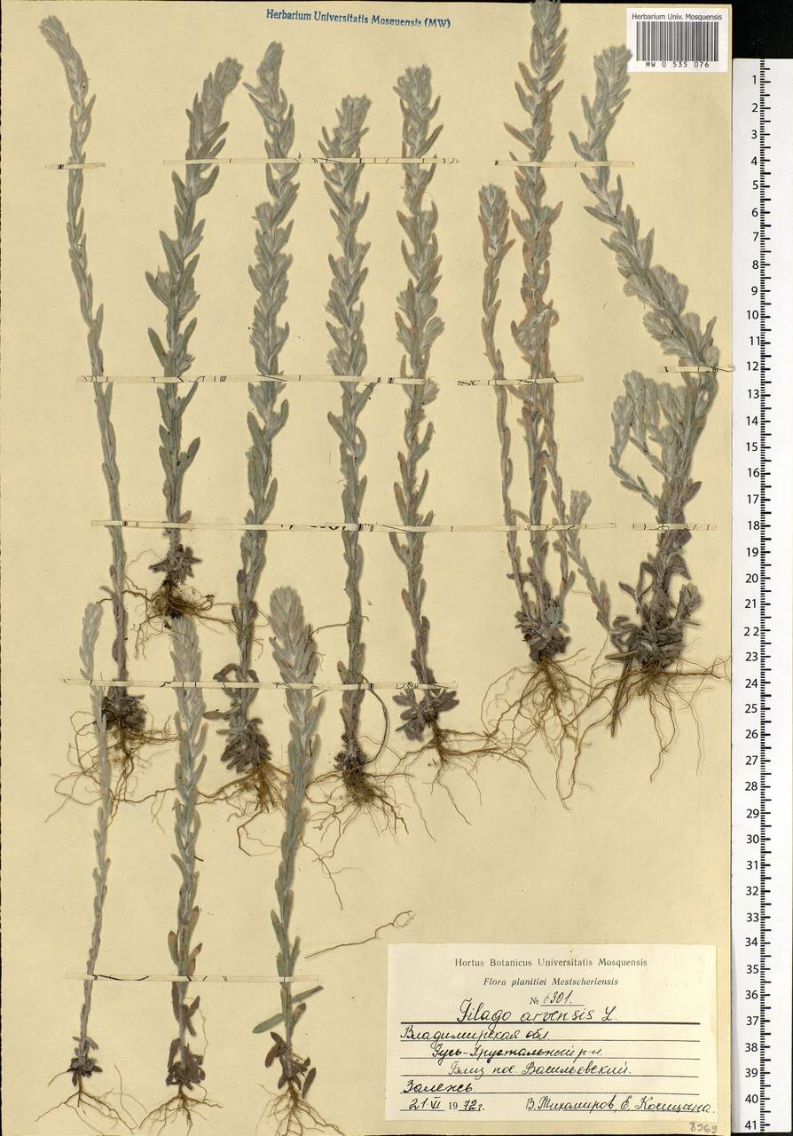 Filago arvensis L., Eastern Europe, Central region (E4) (Russia)