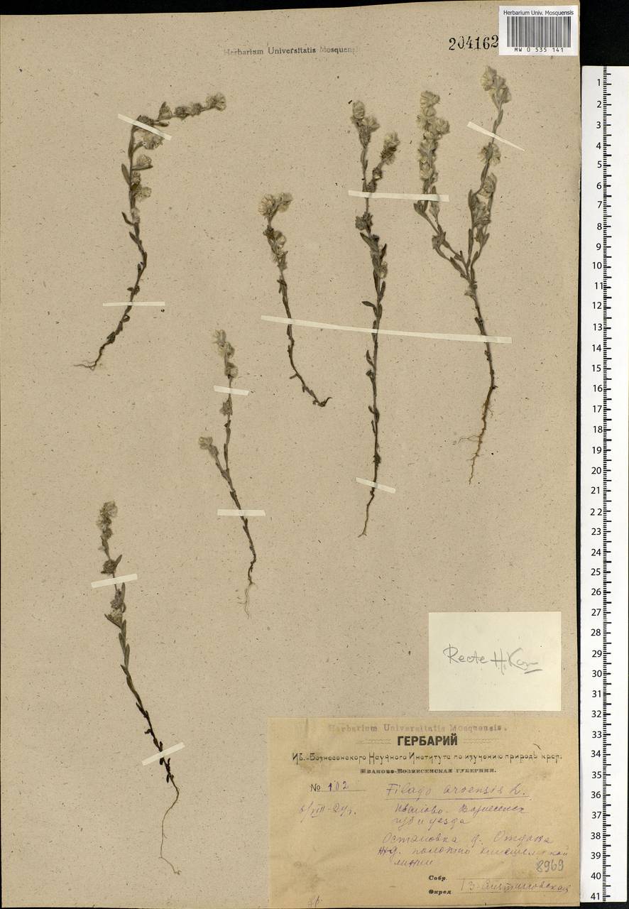 Filago arvensis L., Eastern Europe, Central forest region (E5) (Russia)