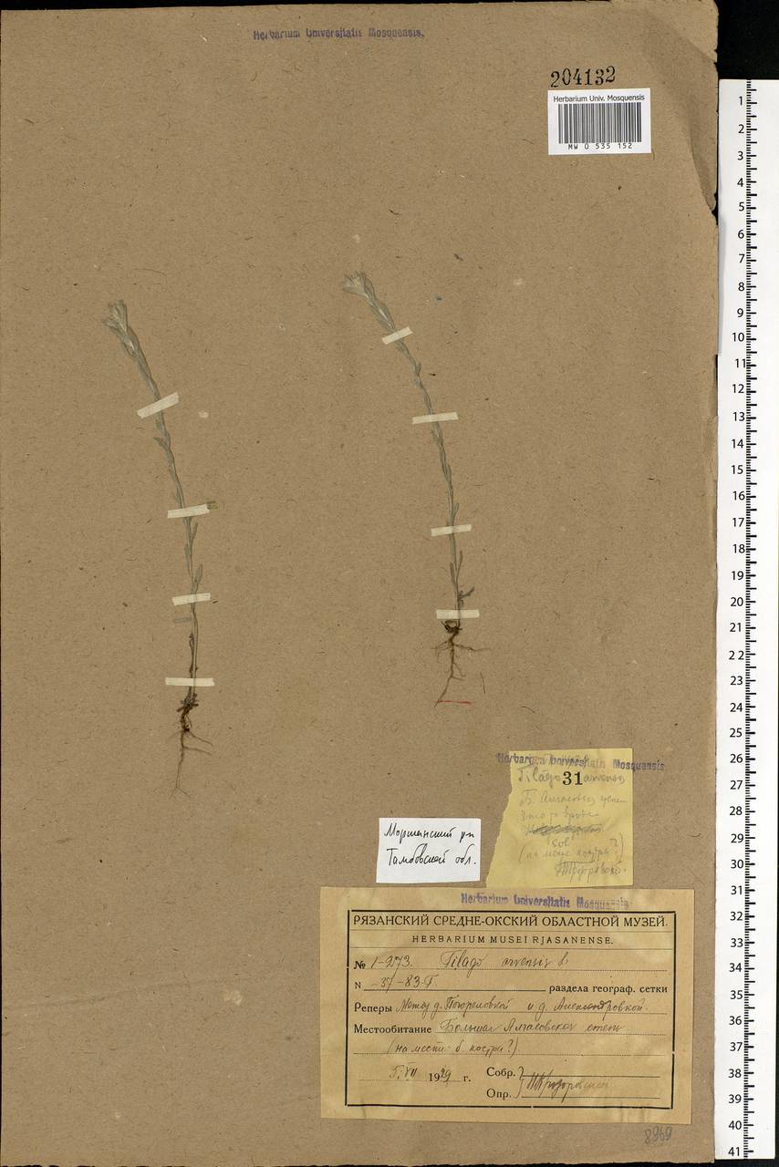 Filago arvensis L., Eastern Europe, Central forest-and-steppe region (E6) (Russia)