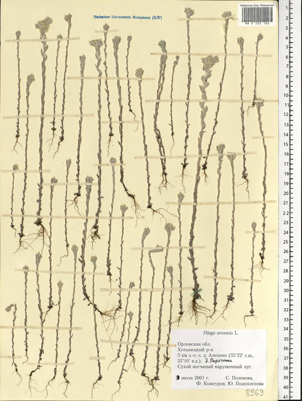 Filago arvensis L., Eastern Europe, Central forest-and-steppe region (E6) (Russia)