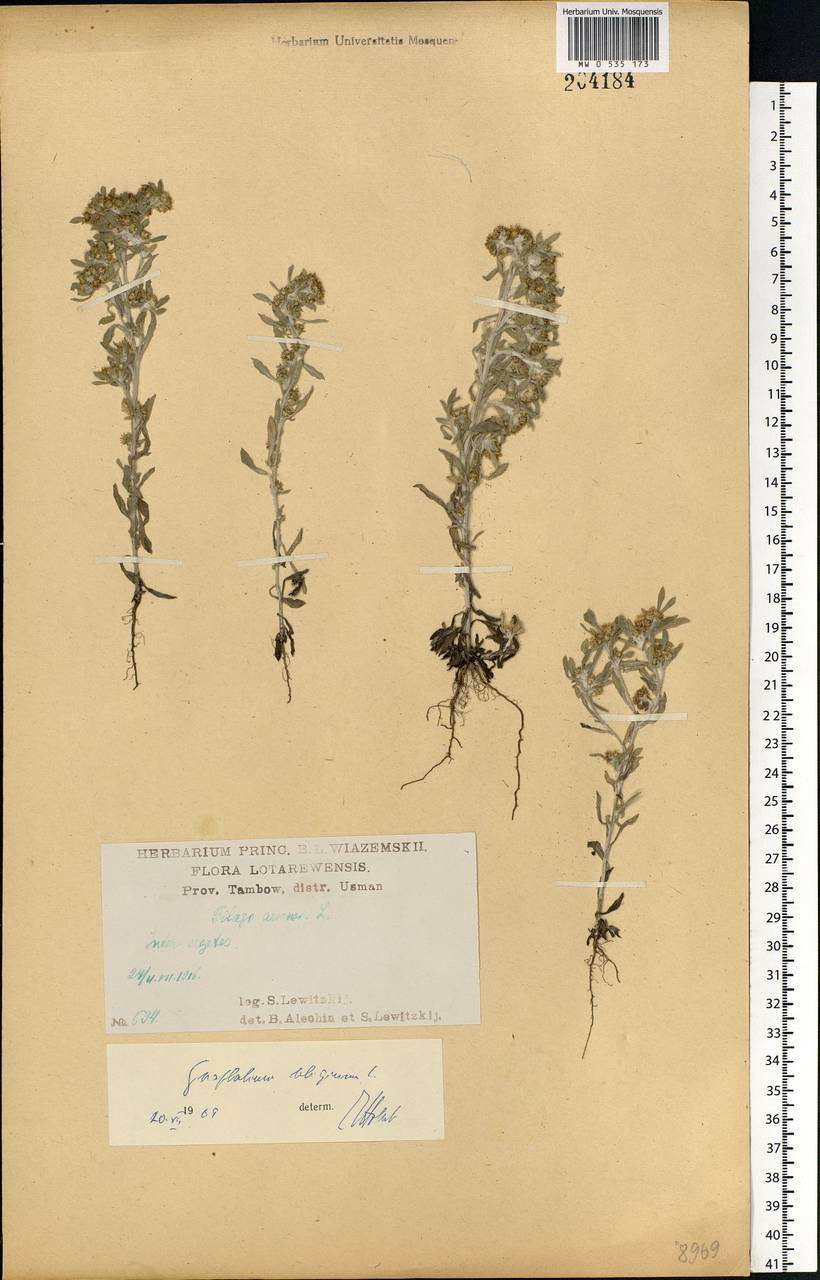 Gnaphalium uliginosum L., Eastern Europe, Central forest-and-steppe region (E6) (Russia)