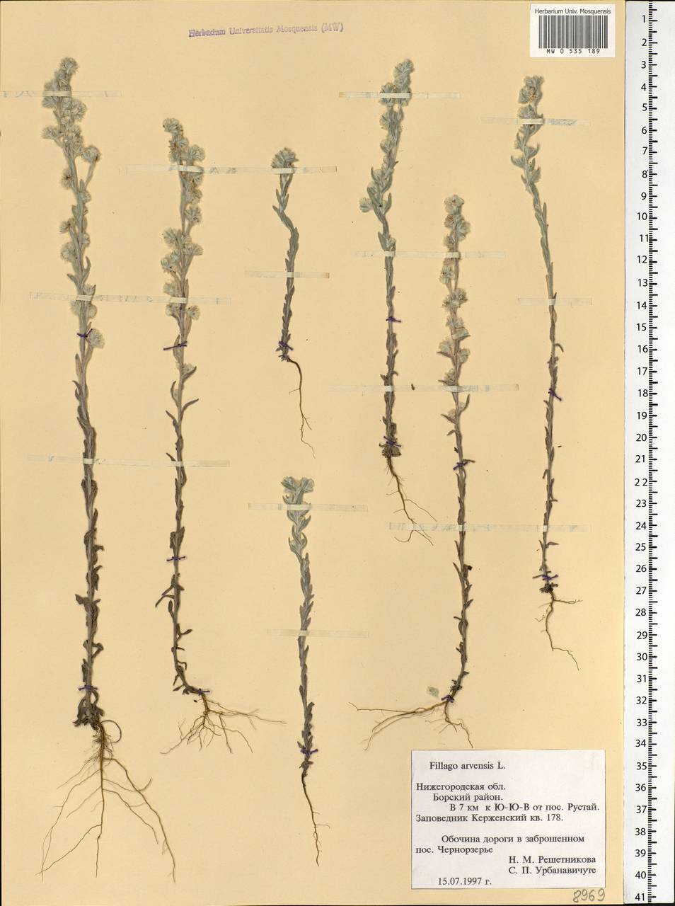 Filago arvensis L., Eastern Europe, Volga-Kama region (E7) (Russia)