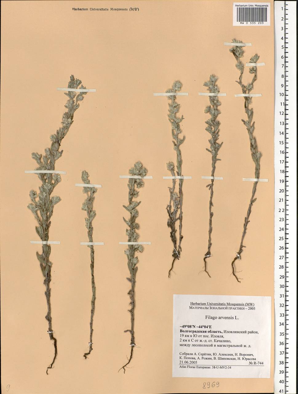 Filago arvensis L., Eastern Europe, Lower Volga region (E9) (Russia)
