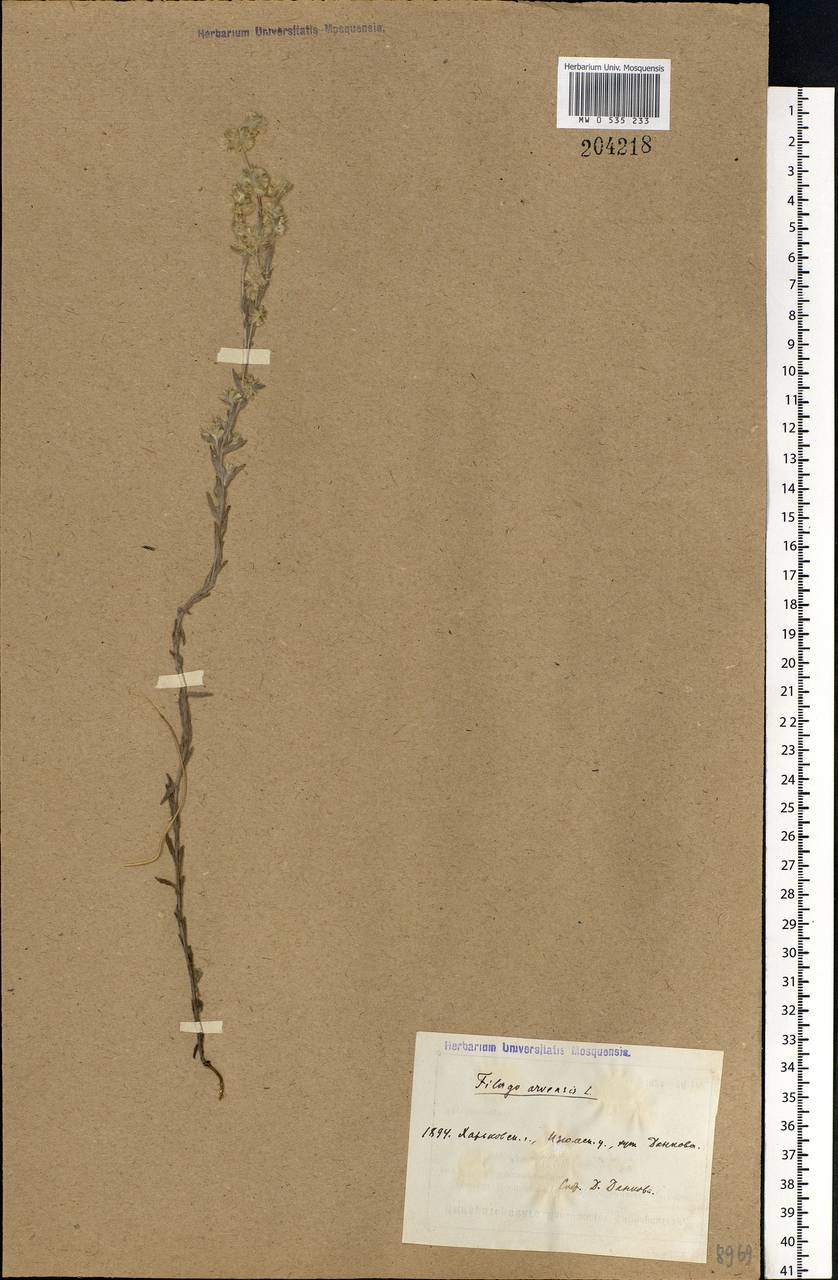 Filago arvensis L., Eastern Europe, North Ukrainian region (E11) (Ukraine)