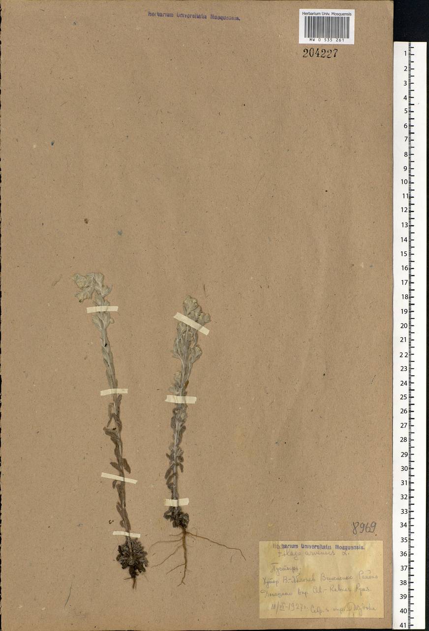 Filago arvensis L., Eastern Europe, Rostov Oblast (E12a) (Russia)