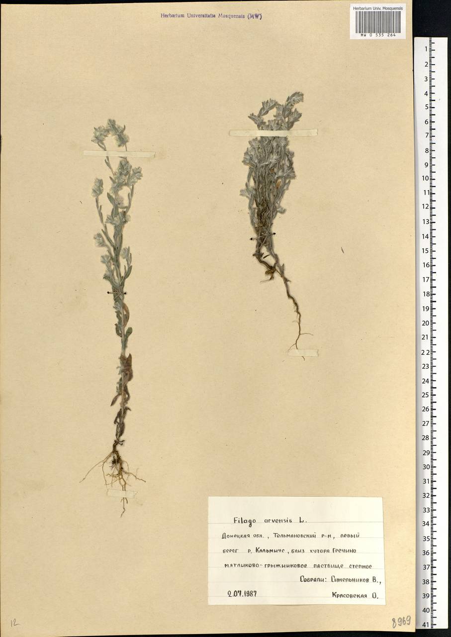 Filago arvensis L., Eastern Europe, South Ukrainian region (E12) (Ukraine)