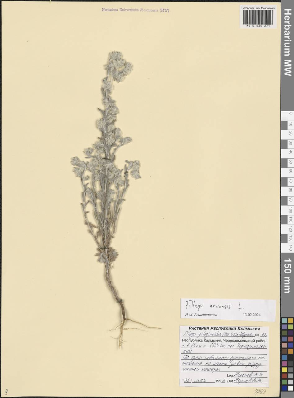 Filago arvensis L., Eastern Europe, Lower Volga region (E9) (Russia)