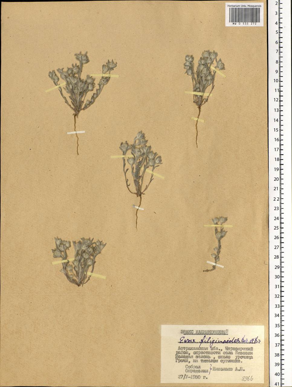 Filago filaginoides (Kar. & Kir.) Wagenitz, Eastern Europe, Lower Volga region (E9) (Russia)