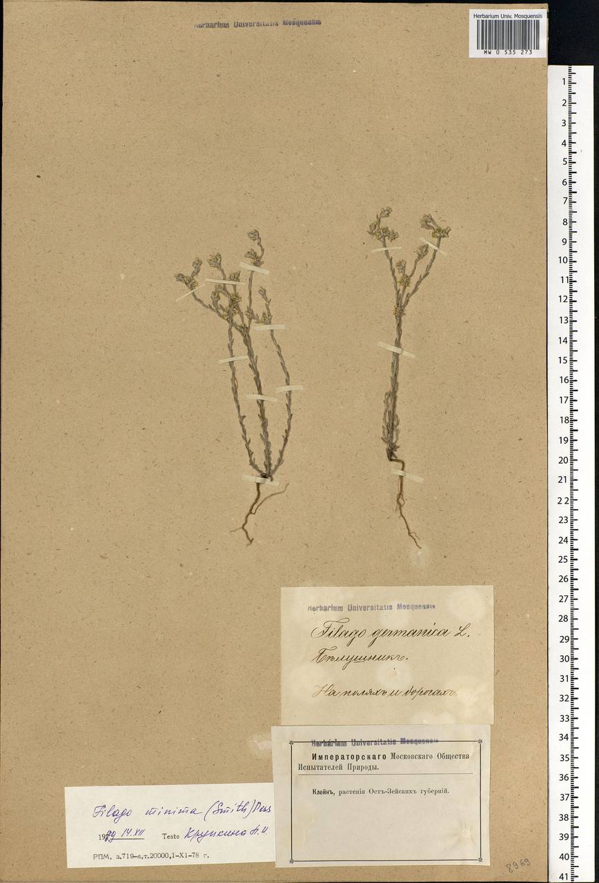 Logfia minima (Sm.) Dumort., Eastern Europe, Latvia (E2b) (Latvia)