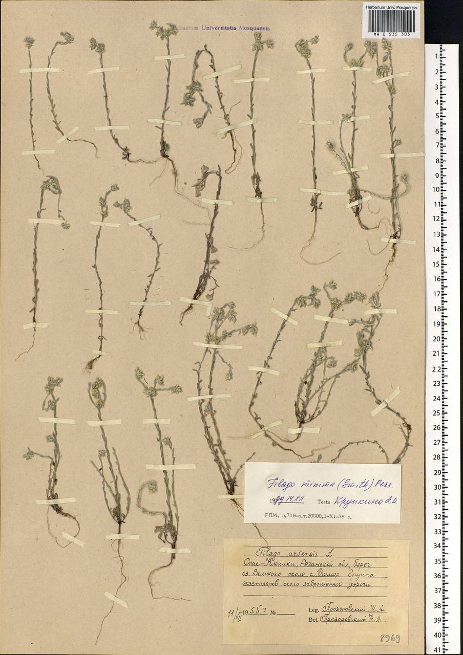 Logfia minima (Sm.) Dumort., Eastern Europe, Central region (E4) (Russia)