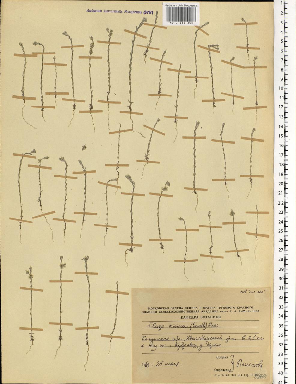 Logfia minima (Sm.) Dumort., Eastern Europe, Central region (E4) (Russia)