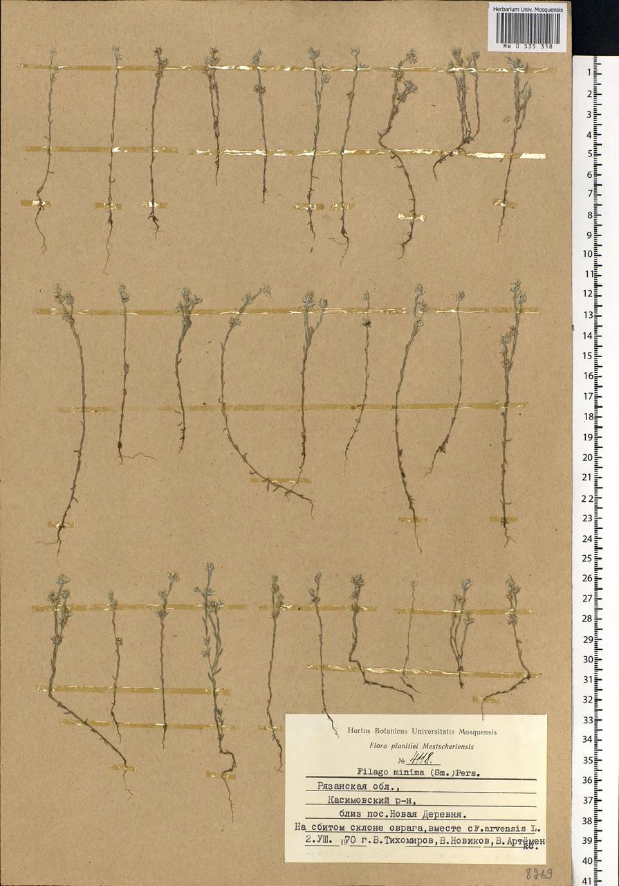 Logfia minima (Sm.) Dumort., Eastern Europe, Central region (E4) (Russia)