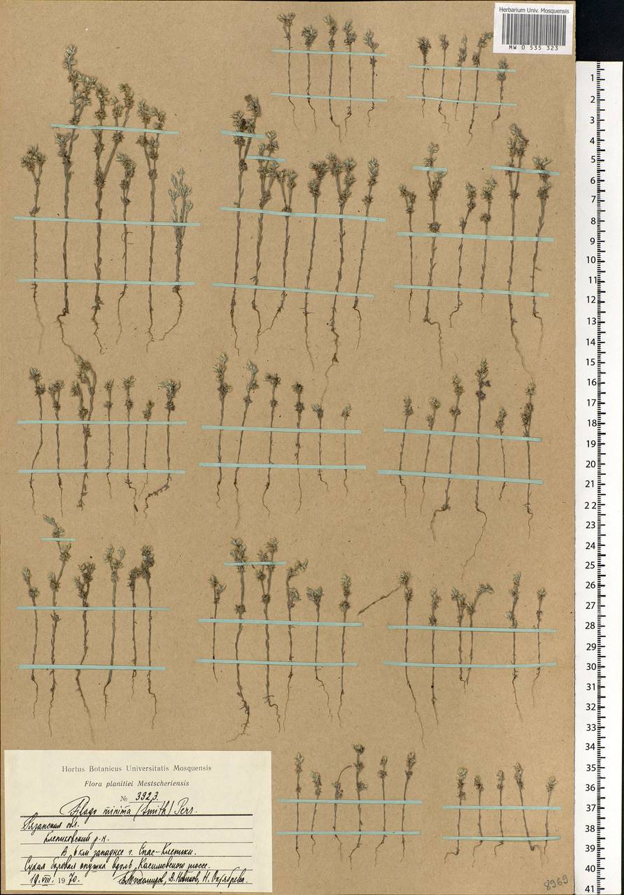 Logfia minima (Sm.) Dumort., Eastern Europe, Central region (E4) (Russia)