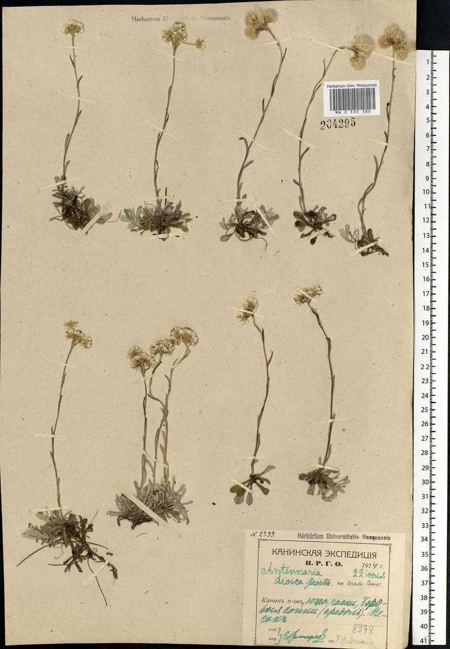 Antennaria dioica (L.) Gaertn., Eastern Europe, Northern region (E1) (Russia)