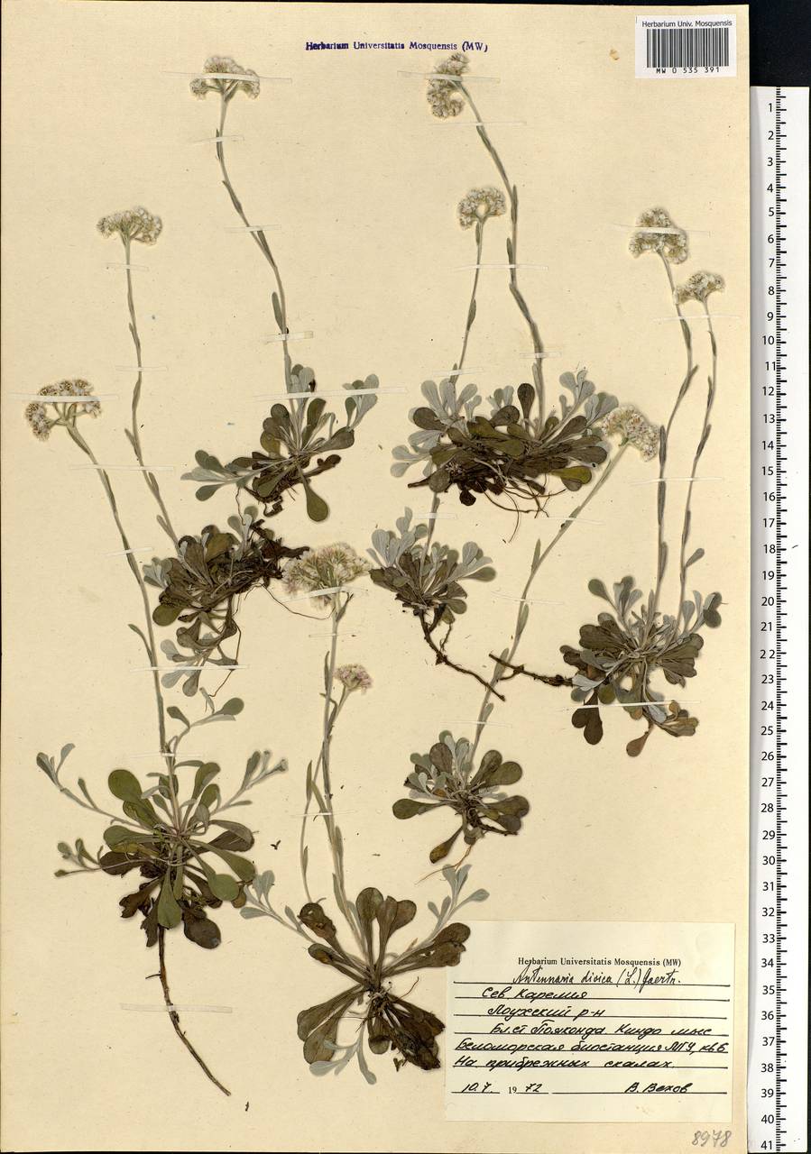 Antennaria dioica (L.) Gaertn., Eastern Europe, Northern region (E1) (Russia)