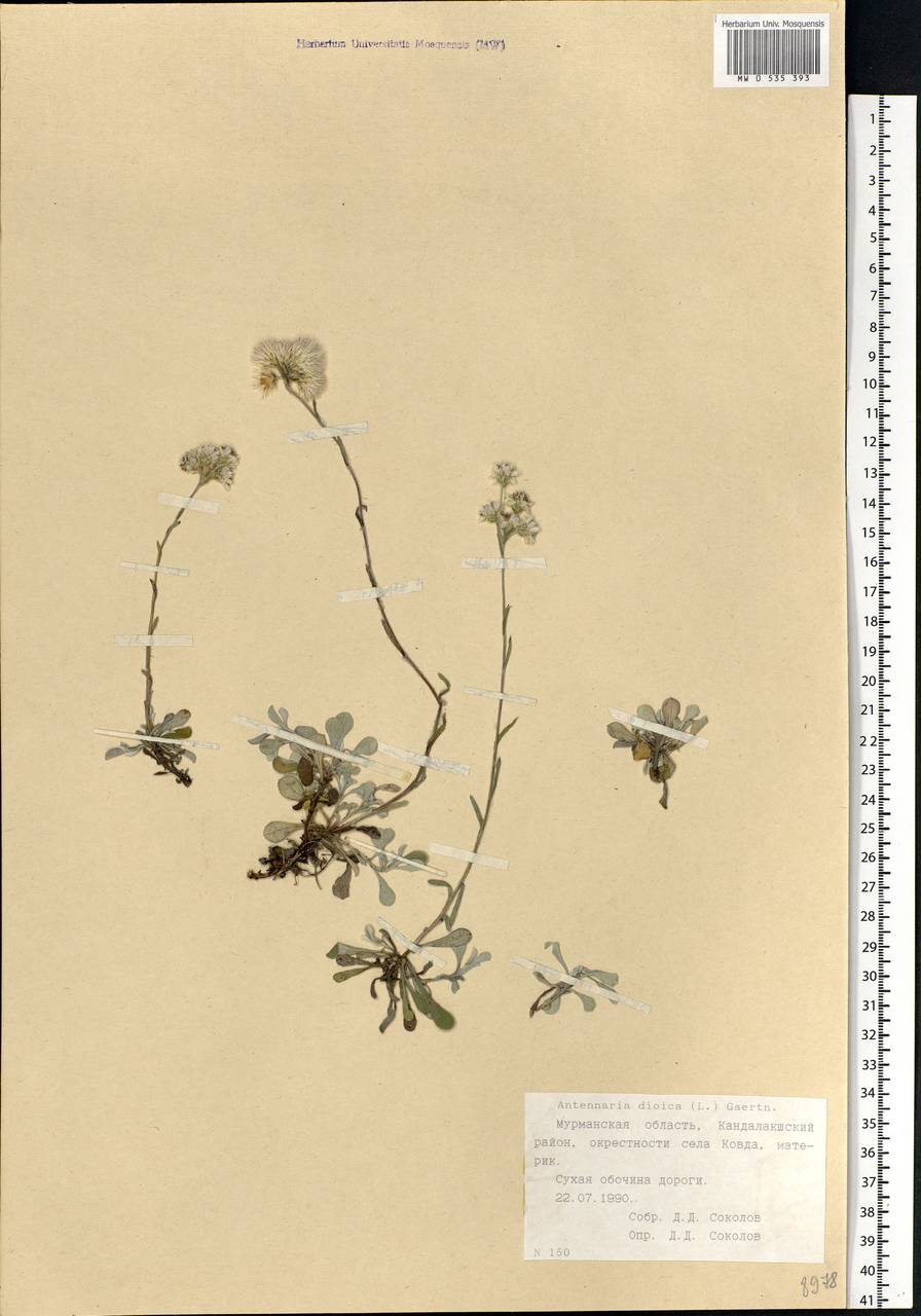 Antennaria dioica (L.) Gaertn., Eastern Europe, Northern region (E1) (Russia)