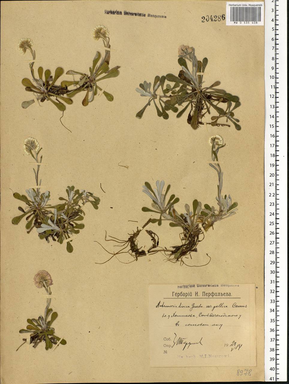 Antennaria dioica (L.) Gaertn., Eastern Europe, Northern region (E1) (Russia)