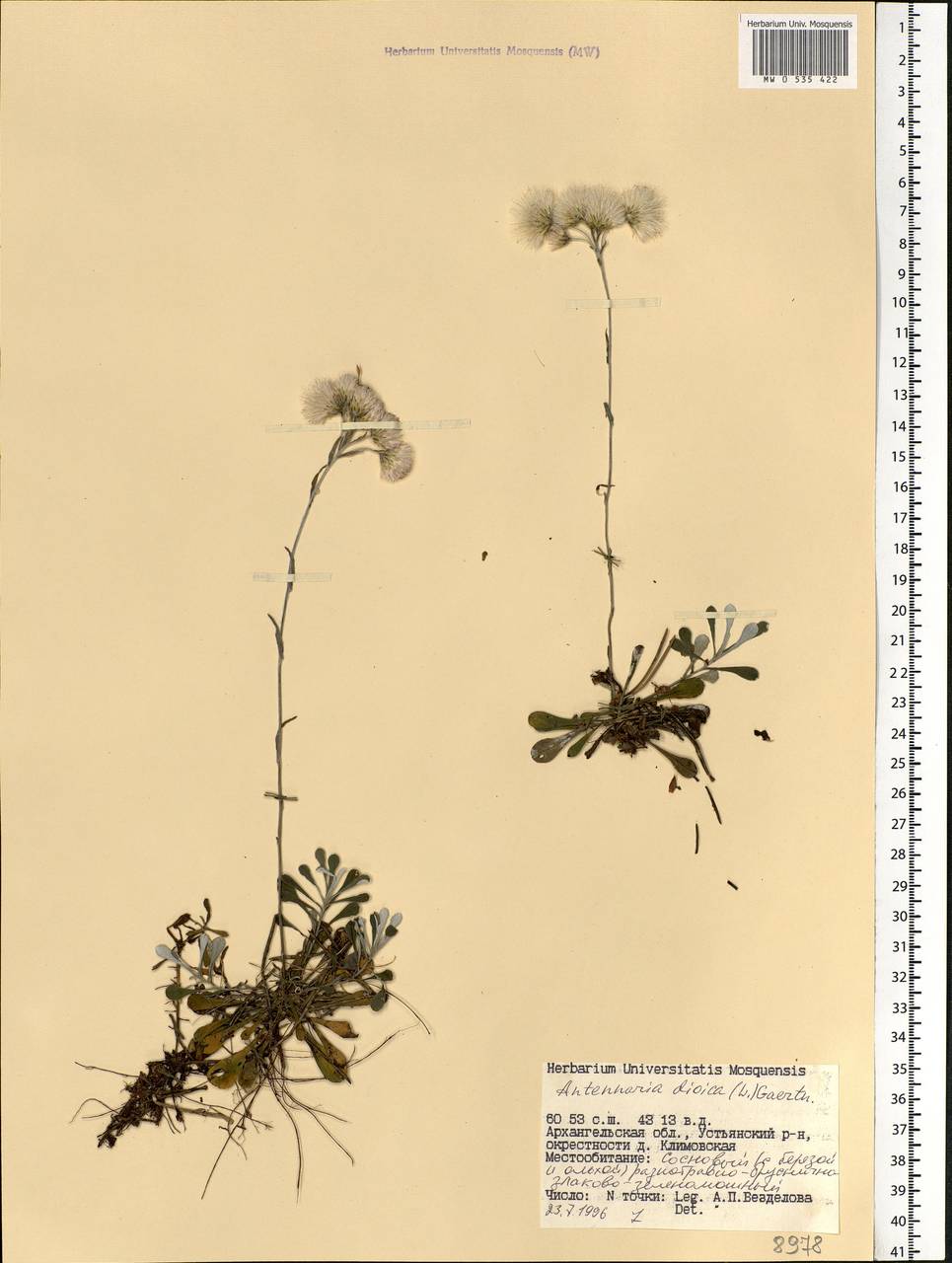 Antennaria dioica (L.) Gaertn., Eastern Europe, Northern region (E1) (Russia)