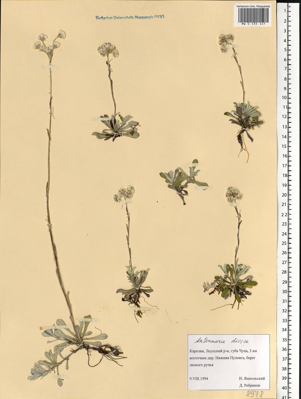 Antennaria dioica (L.) Gaertn., Eastern Europe, Northern region (E1) (Russia)