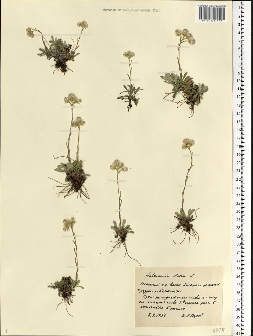 Antennaria dioica (L.) Gaertn., Eastern Europe, Northern region (E1) (Russia)