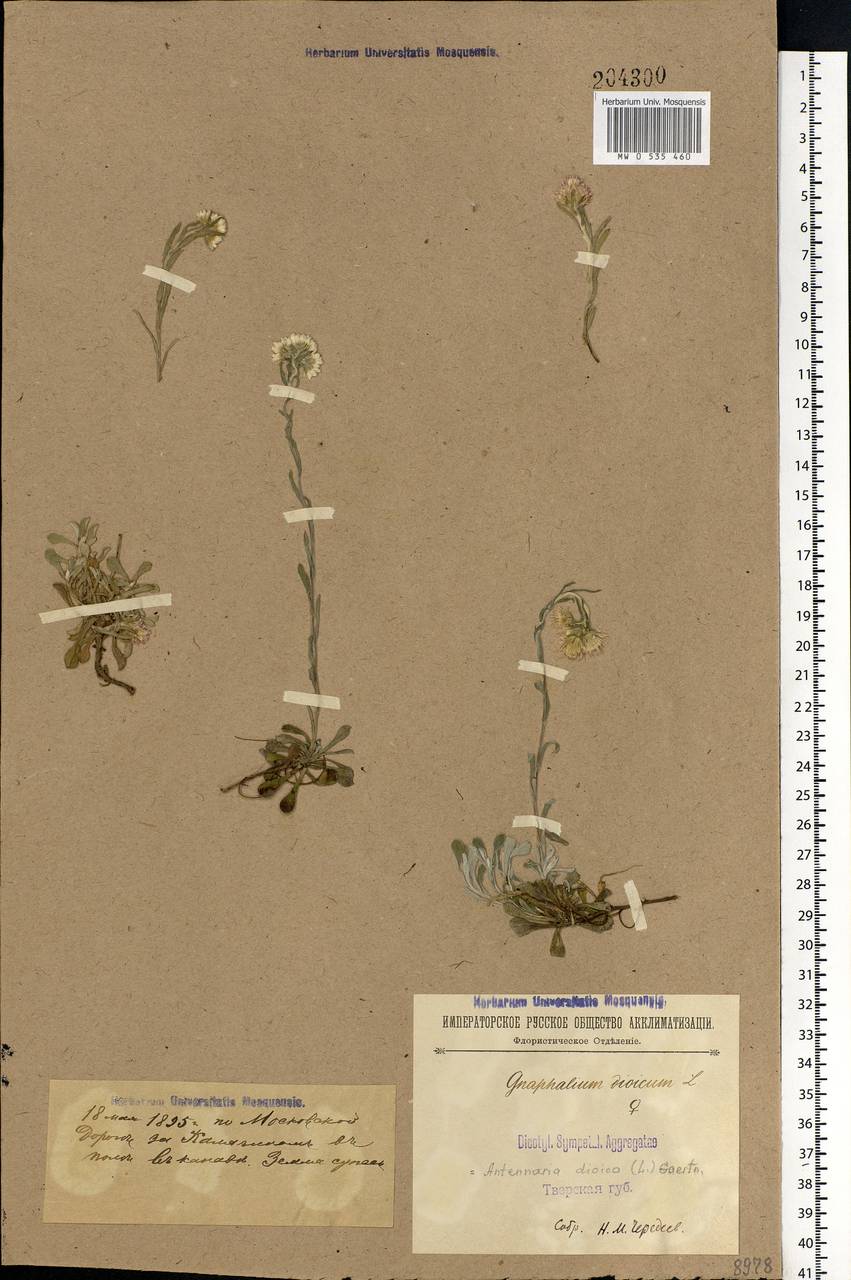 Antennaria dioica (L.) Gaertn., Eastern Europe, North-Western region (E2) (Russia)