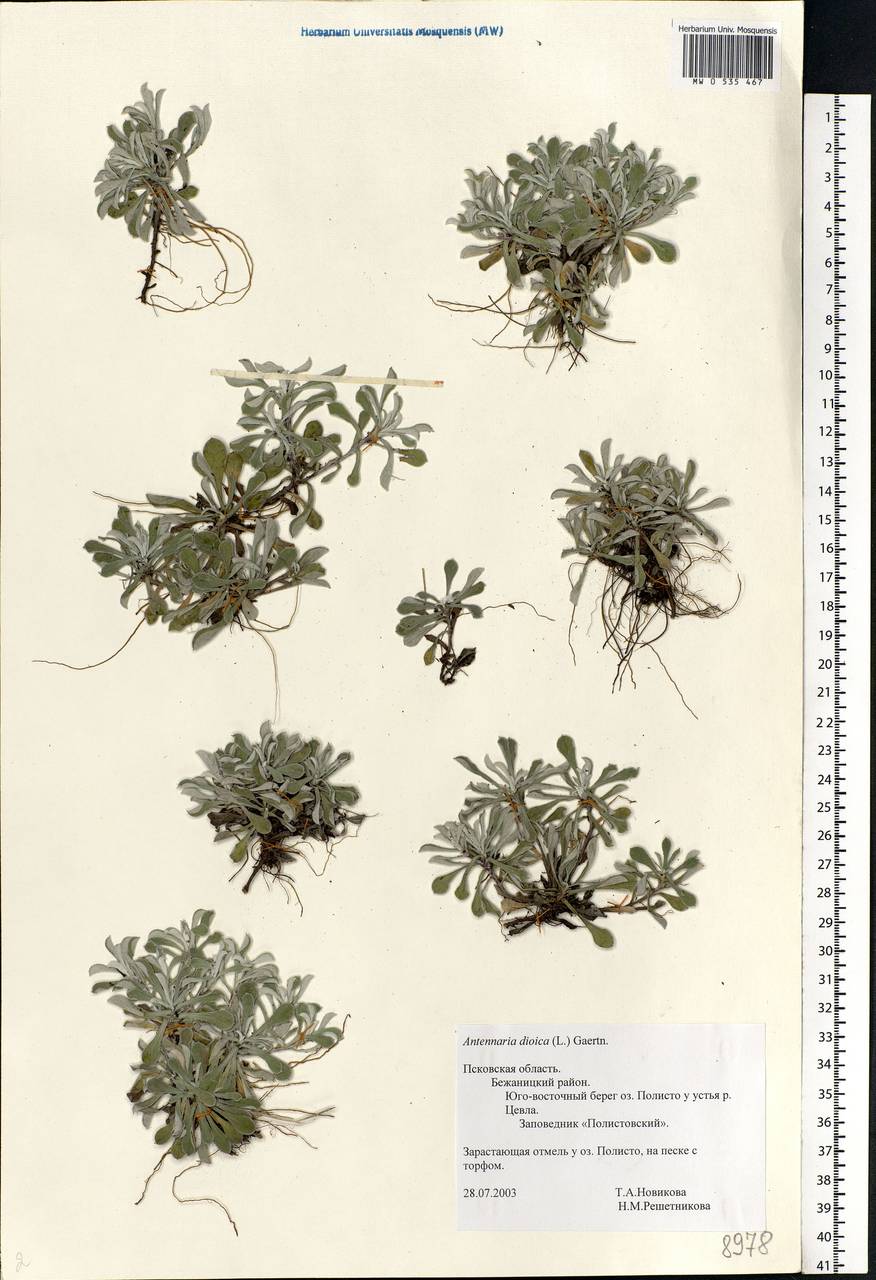 Antennaria dioica (L.) Gaertn., Eastern Europe, North-Western region (E2) (Russia)