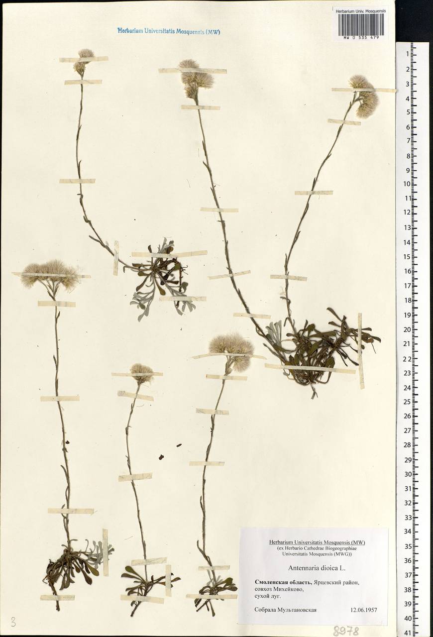 Antennaria dioica (L.) Gaertn., Eastern Europe, Western region (E3) (Russia)