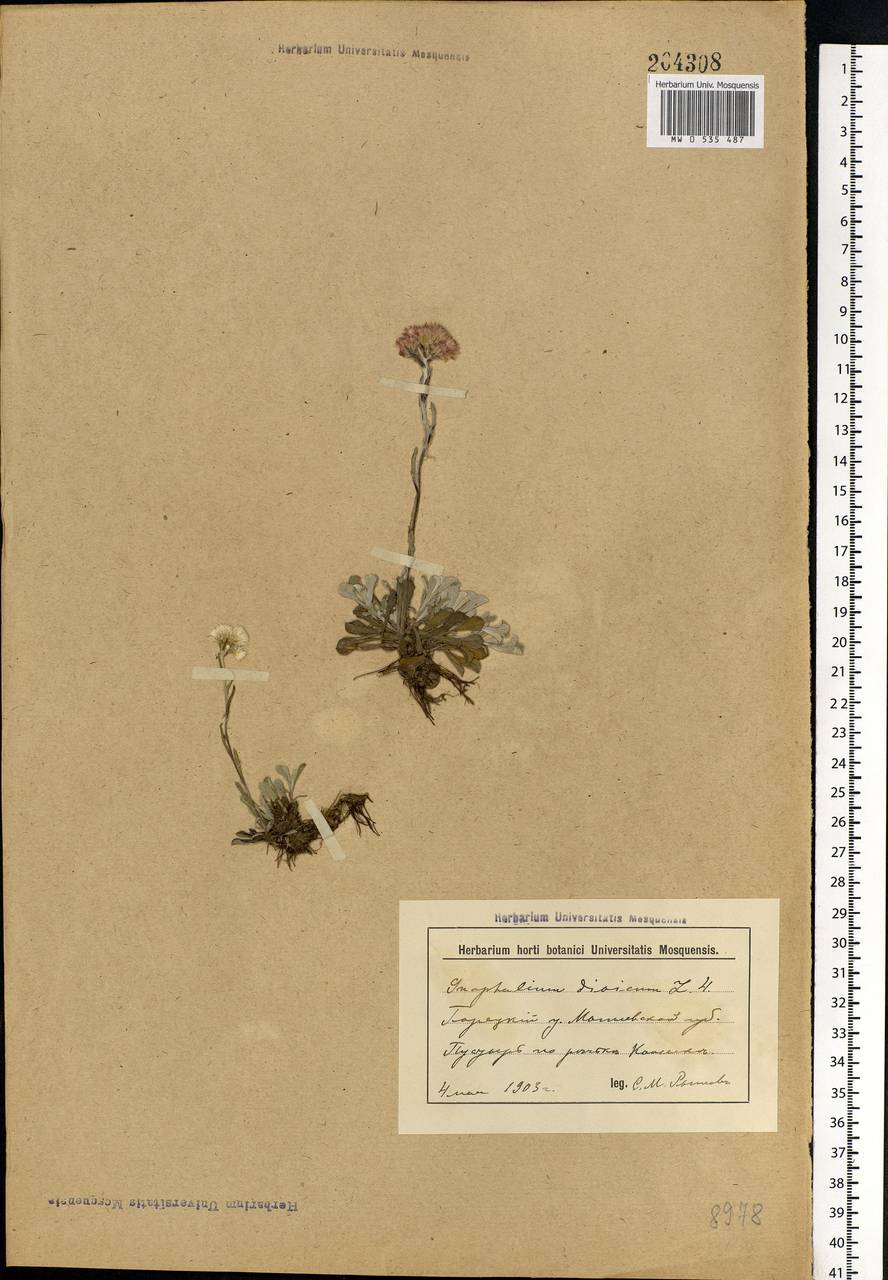 Antennaria dioica (L.) Gaertn., Eastern Europe, Belarus (E3a) (Belarus)