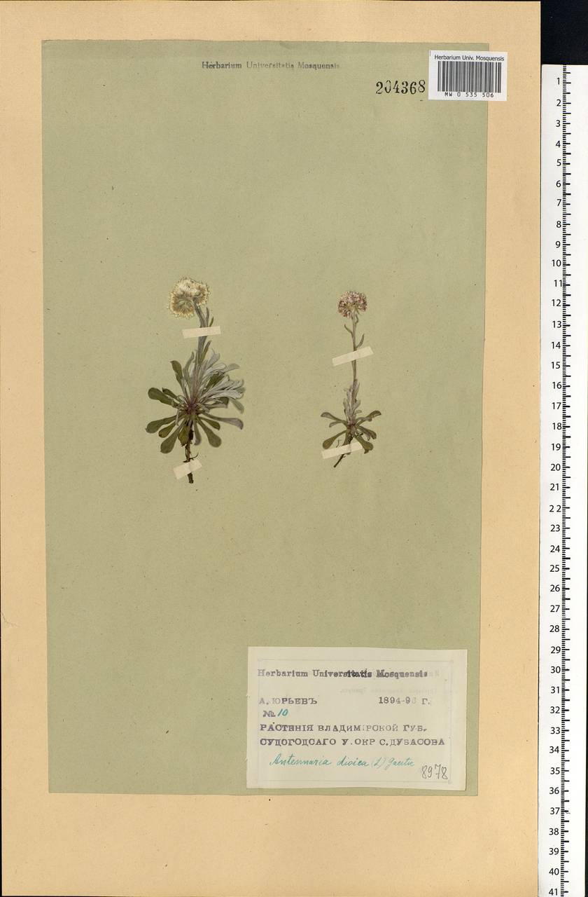 Antennaria dioica (L.) Gaertn., Eastern Europe, Central region (E4) (Russia)