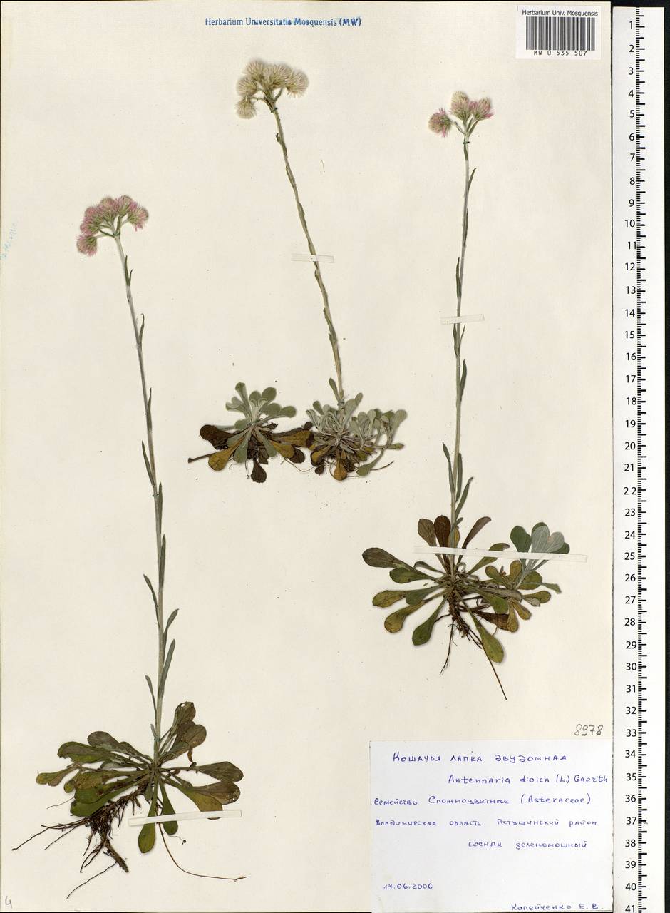 Antennaria dioica (L.) Gaertn., Eastern Europe, Central region (E4) (Russia)