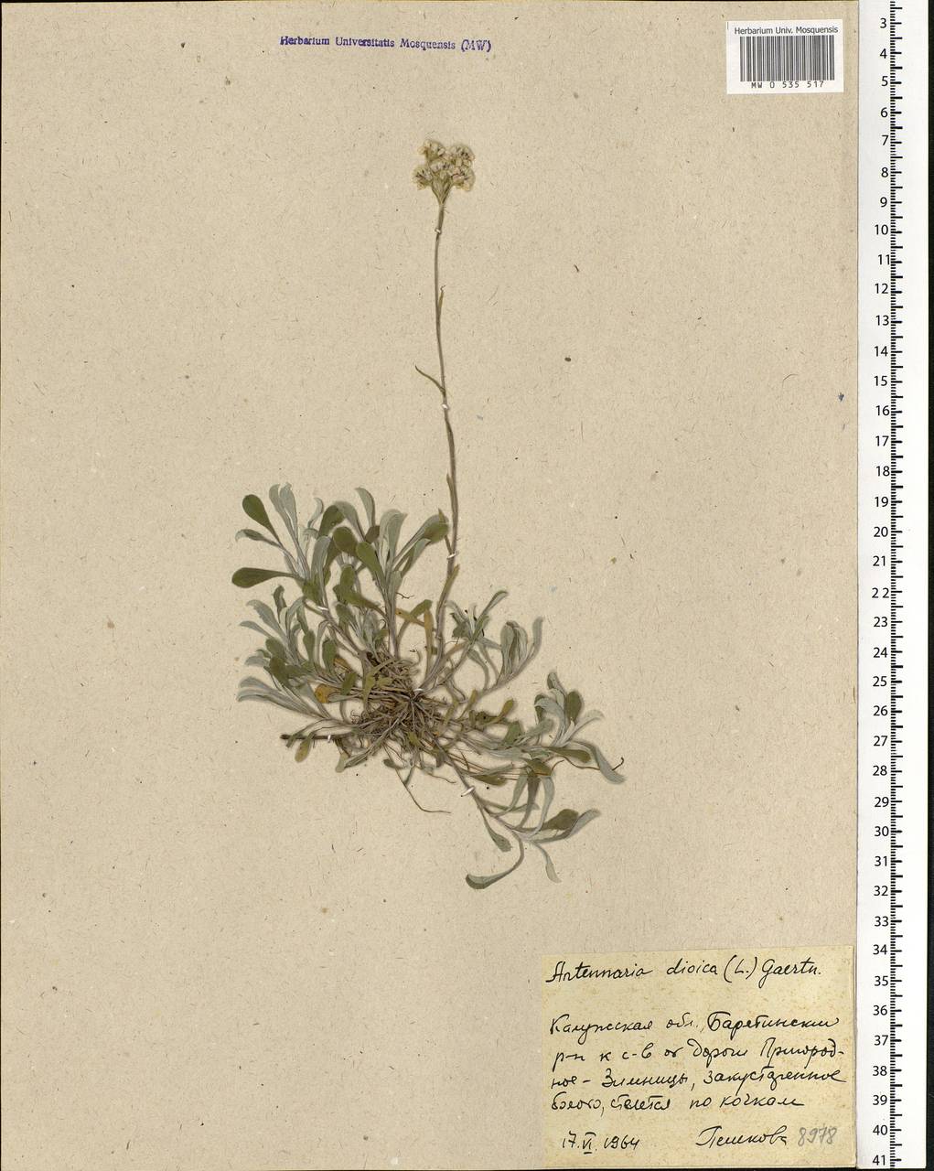 Antennaria dioica (L.) Gaertn., Eastern Europe, Central region (E4) (Russia)