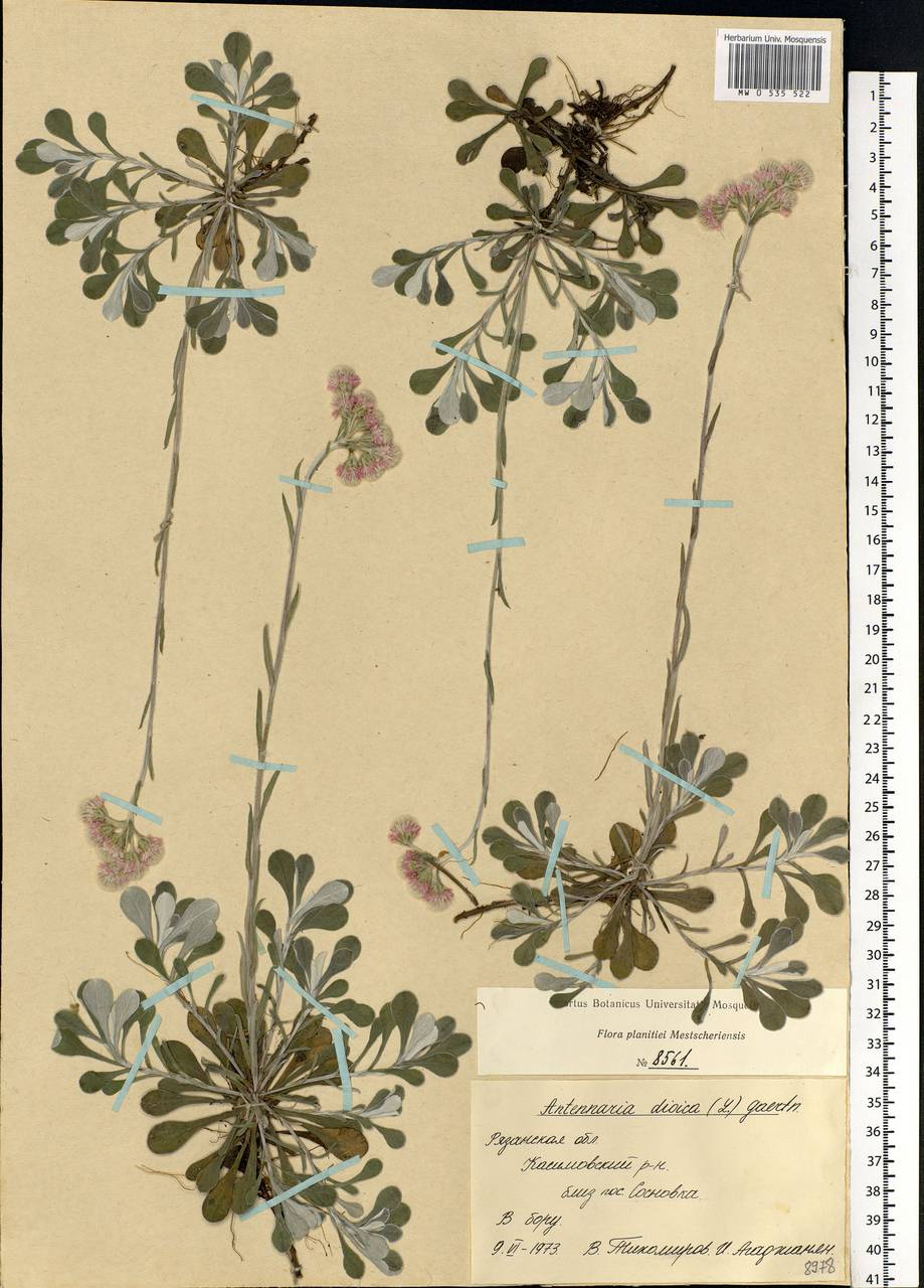 Antennaria dioica (L.) Gaertn., Eastern Europe, Central region (E4) (Russia)