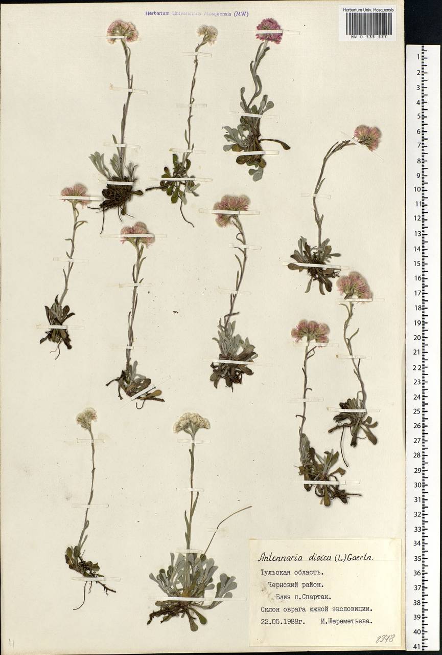 Antennaria dioica (L.) Gaertn., Eastern Europe, Central region (E4) (Russia)