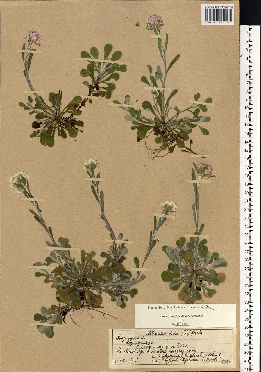 Antennaria dioica (L.) Gaertn., Eastern Europe, Central region (E4) (Russia)