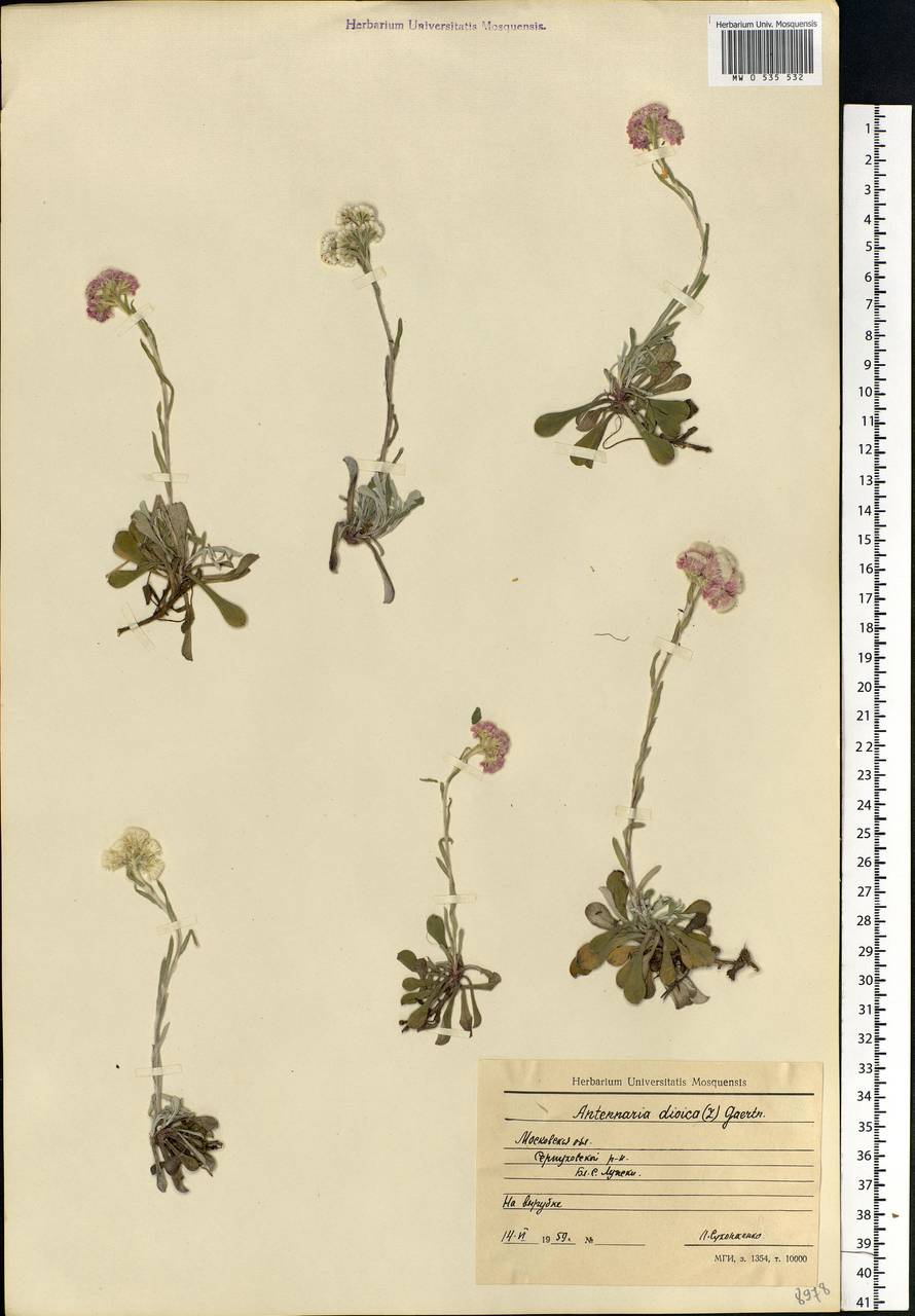 Antennaria dioica (L.) Gaertn., Eastern Europe, Moscow region (E4a) (Russia)