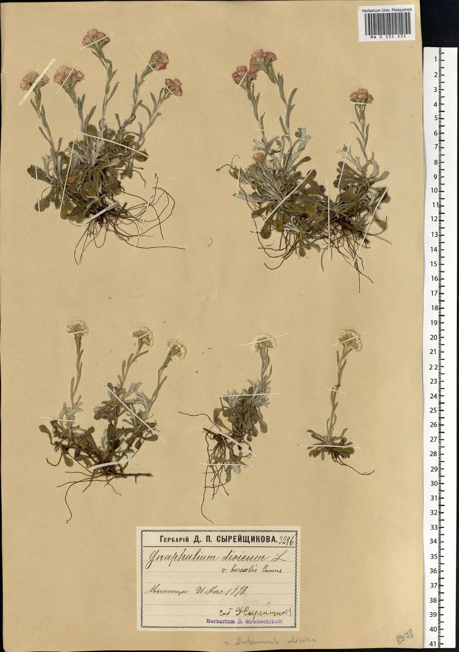 Antennaria dioica (L.) Gaertn., Eastern Europe, Moscow region (E4a) (Russia)